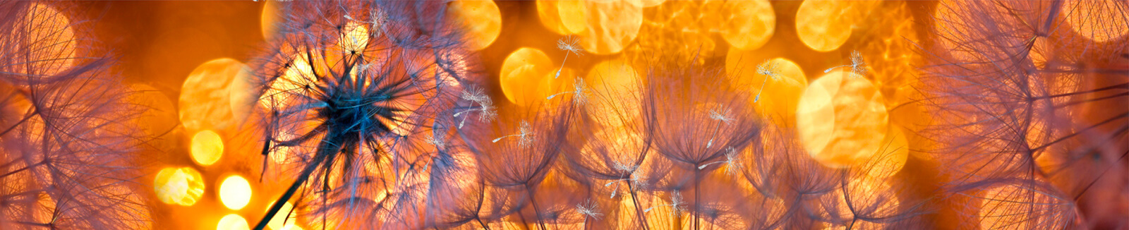 КМ MR-12 Панель КМ "Одуванчики золотистые №3 - серебро" 3000*610*3 мм